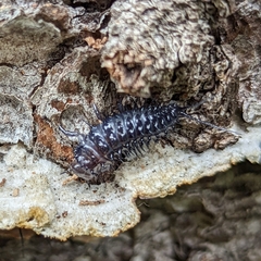 Cypherotylus californicus