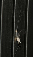 Maccaffertium terminatum