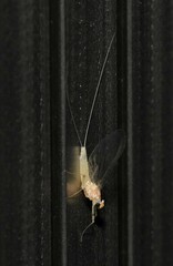 Maccaffertium terminatum