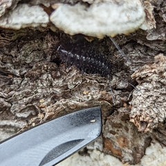 Cypherotylus californicus