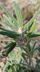Grevillea polybractea