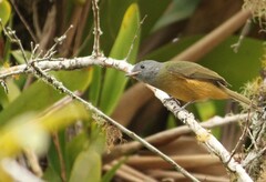 Mionectes rufiventris