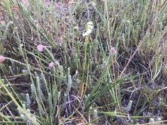 Spiranthes aestivalis