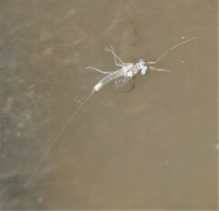 Maccaffertium terminatum