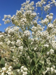Lepidium latifolium