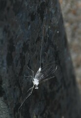 Maccaffertium terminatum