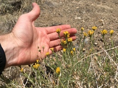Chrysothamnus viscidiflorus puberulus