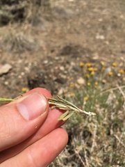 Chrysothamnus viscidiflorus puberulus