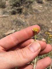 Chrysothamnus viscidiflorus puberulus