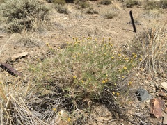 Chrysothamnus viscidiflorus puberulus