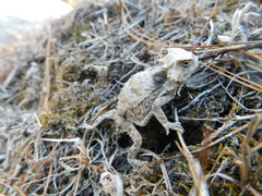 Phrynosoma braconnieri