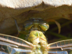 Onychogomphus forcipatus