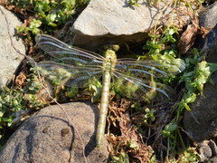 Onychogomphus forcipatus