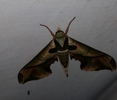 Adhemarius dariensis