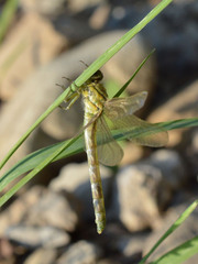 Onychogomphus forcipatus
