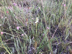 Spiranthes aestivalis