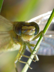Onychogomphus forcipatus