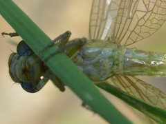 Onychogomphus forcipatus