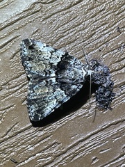 Allotria