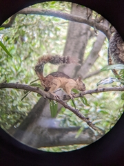 Sciurus variegatoides helveolus