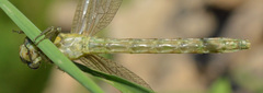 Onychogomphus forcipatus