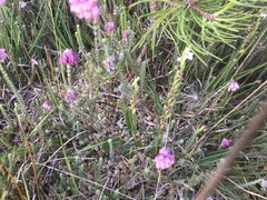 Spiranthes aestivalis