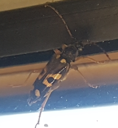 Xestoleptura crassipes