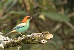 Stilpnia peruviana