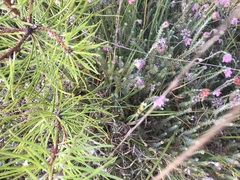 Spiranthes aestivalis