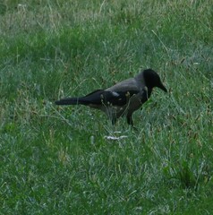 Corvus cornix