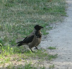 Corvus cornix