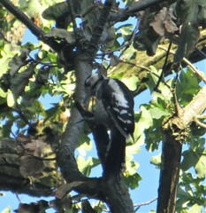 Dendrocopos major