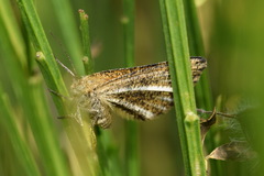 Isturgia limbaria