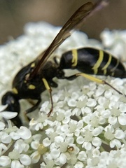 Ancistrocerus adiabatus