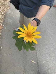 Tithonia