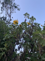 Tithonia
