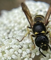 Ancistrocerus adiabatus