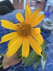 Tithonia