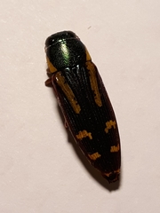 Buprestis rufipes