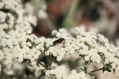 Episyron conterminus cressoni