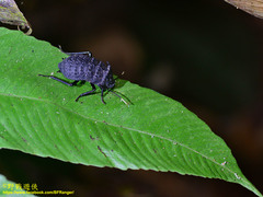 Catara rugosicollis