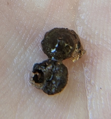 Helicopsyche borealis