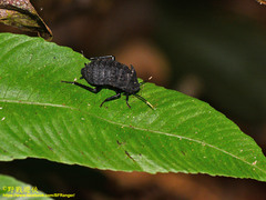 Catara rugosicollis