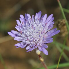 Knautia integrifolia