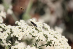 Episyron conterminus cressoni