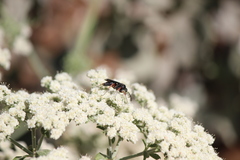 Episyron conterminus cressoni