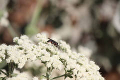 Episyron conterminus cressoni