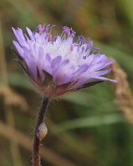 Knautia integrifolia