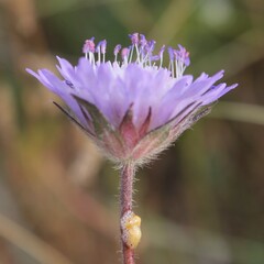 Knautia integrifolia