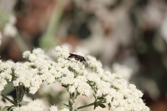 Episyron conterminus cressoni